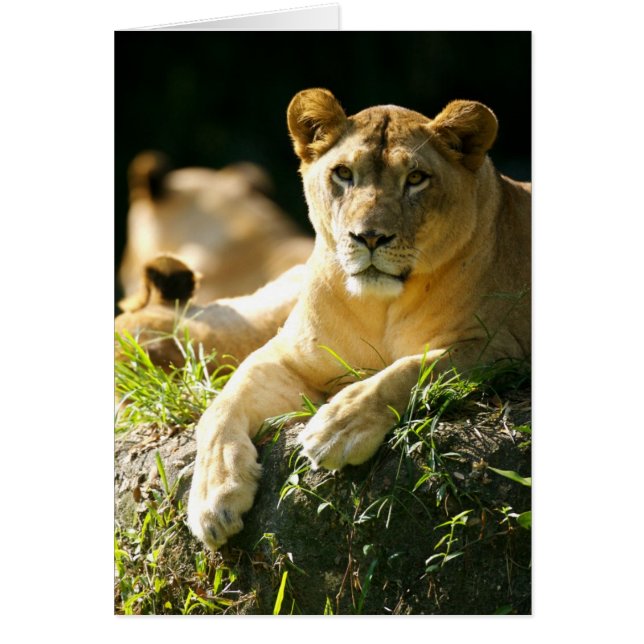 Lejon Hälsningskort (Framsidan)