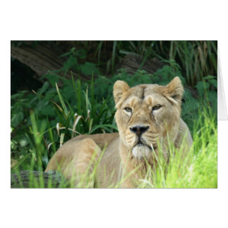 lejon hälsningskort