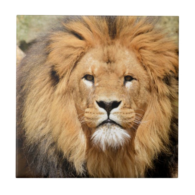 Lejon Head Kakelplatta (Framsidan)