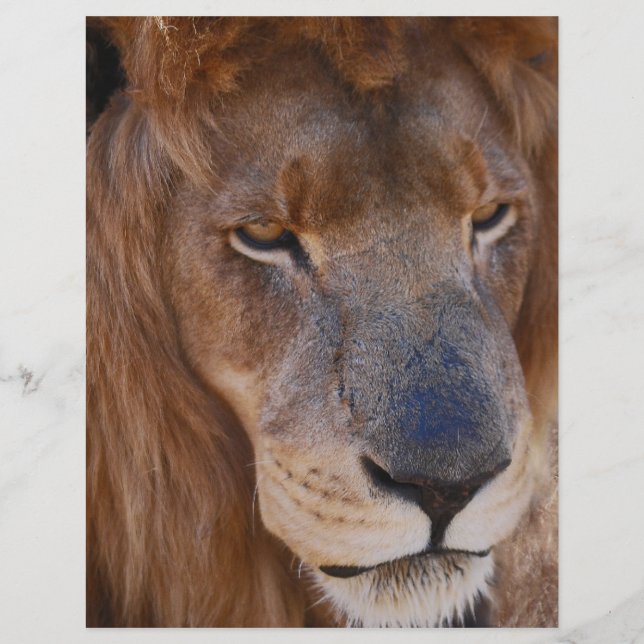 Lejon historia i södra Afrikan (Framsida)