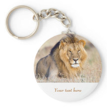 Lejon i Afrika av viltlevande djur Big Cat-personl