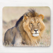 Lejon i Afrikans vilt Big Cat