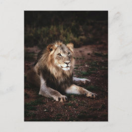 Lejon i det vilda fotografi Postcrossing Vykort