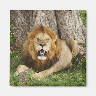 Lejon i Maasai Mara 1 Magnet