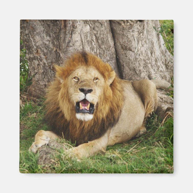 Lejon i Maasai Mara 1 Magnet (Framsidan)
