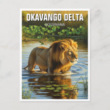 Lejon i Okavango Delta Botswana