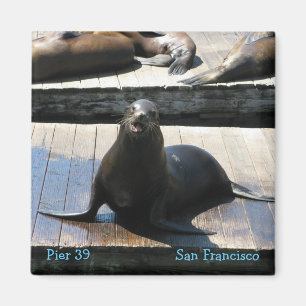 Lejon i Pier 39 i San Francisco Magnet
