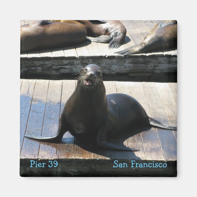Lejon i Pier 39 i San Francisco Magnet (Framsidan)