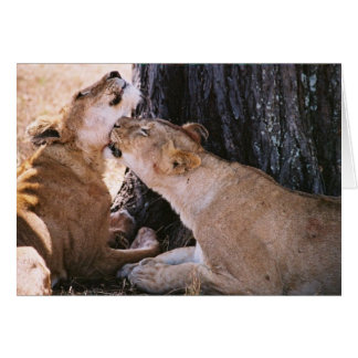 Lejon i Serengeti Hälsningskort