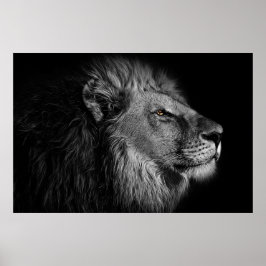 Lejon i svartvitt poster