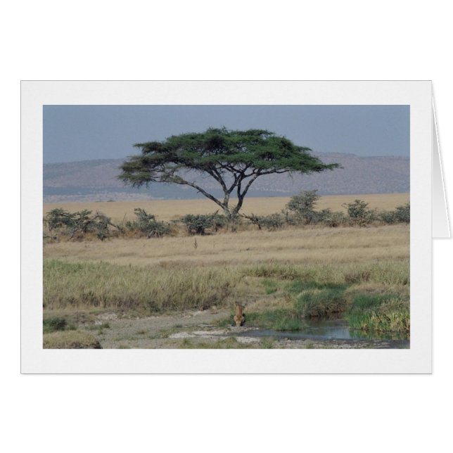 LEJON i VATTEN Hälsningskort (Framsidan Horizontal)