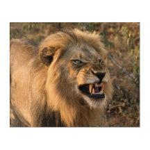Lejon i Vild African Setting