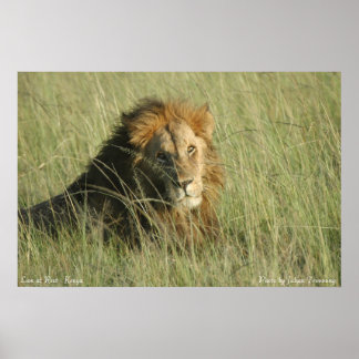 Lejon i viloläge poster