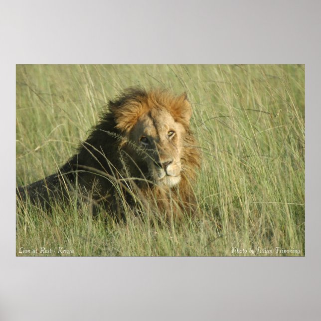 Lejon i viloläge poster (Framsidan)