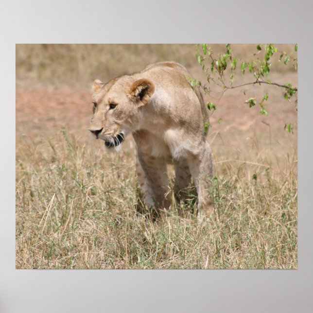 lejon jakt poster (Framsidan)