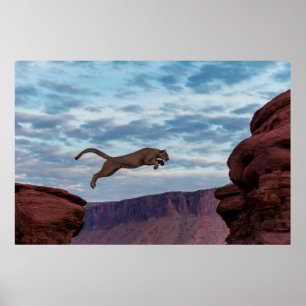 Lejon jumping-morgon-Skyhoppet,lejont,djur Poster