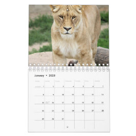 Lejon Kalender