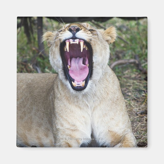 Lejon kvinna (Panthera leo), Masai Mara National Magnet (Framsidan)