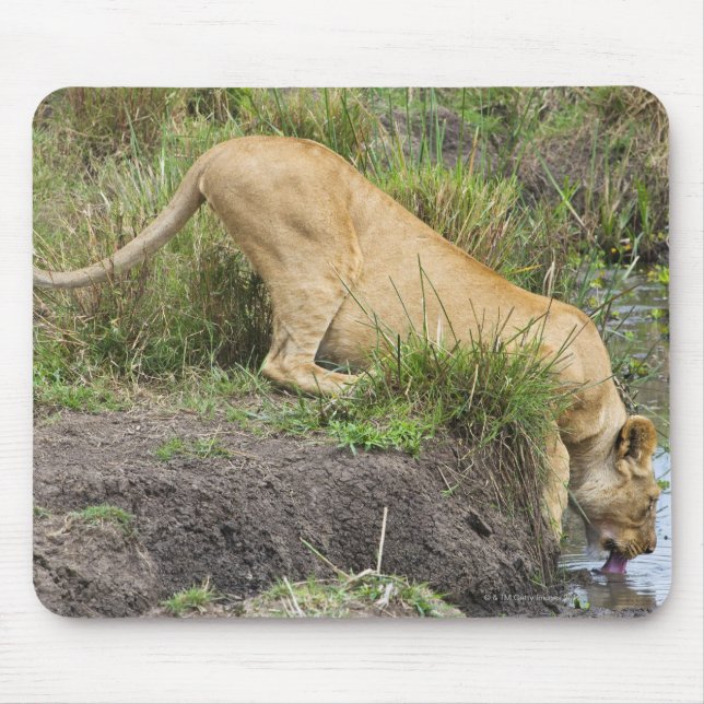Lejon kvinna (Panthera leo), Masai Mara National Musmatta (Framsidan)