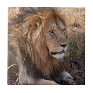 Lejon Maasai Mara Nationalreservat, Kenya Kakelplatta