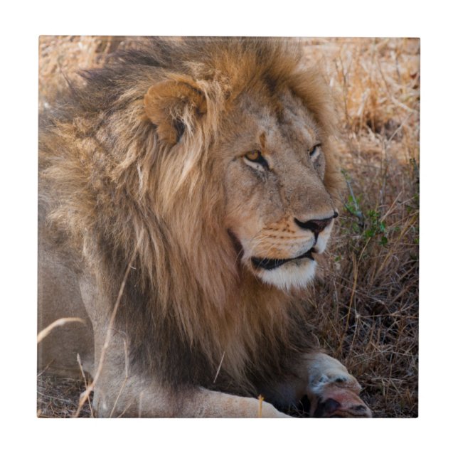 Lejon Maasai Mara Nationalreservat, Kenya Kakelplatta (Framsidan)