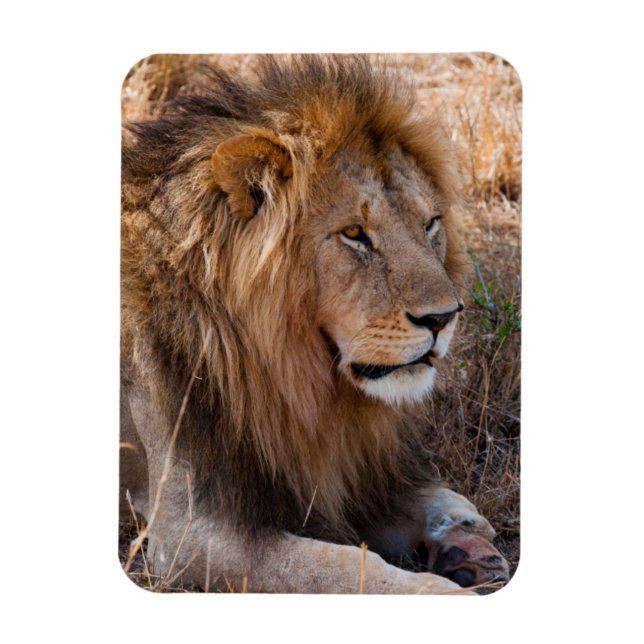 Lejon Maasai Mara Nationalreservat, Kenya Magnet (Vertikal)