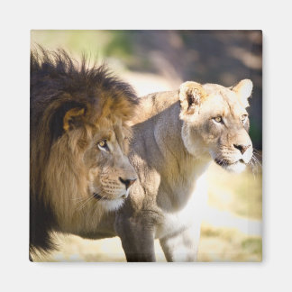 Lejon Magnet