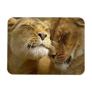 Lejon Magnet