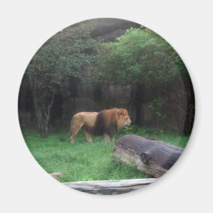 Lejon Magnet