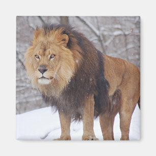 Lejon Magnet