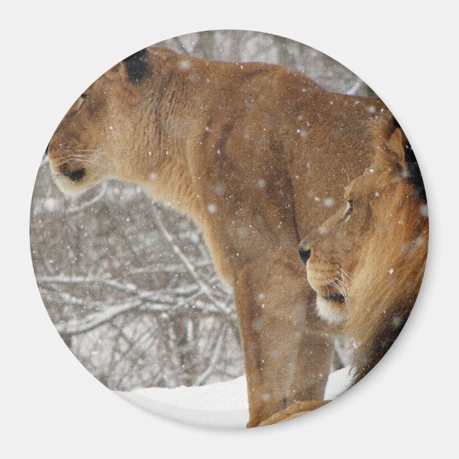 Lejon Magnet (Framsidan)