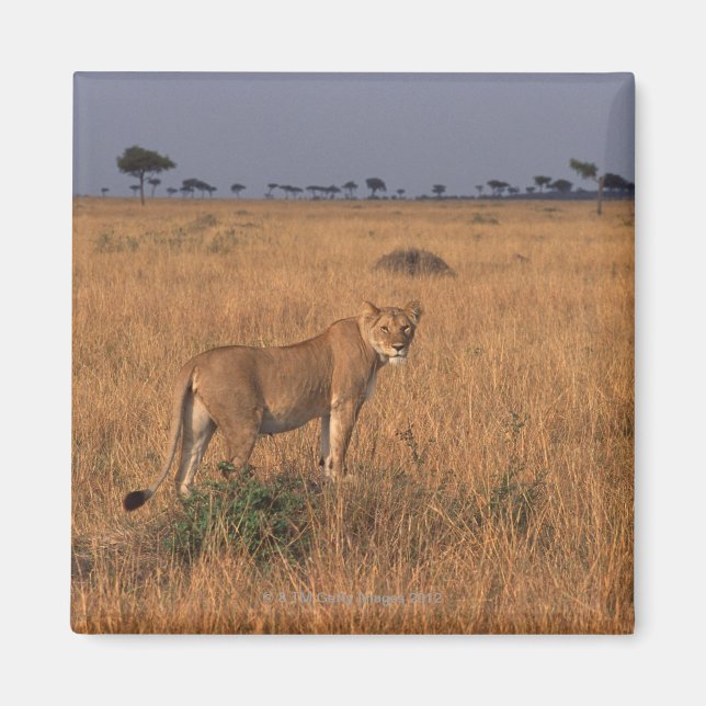 Lejon Magnet (Framsidan)