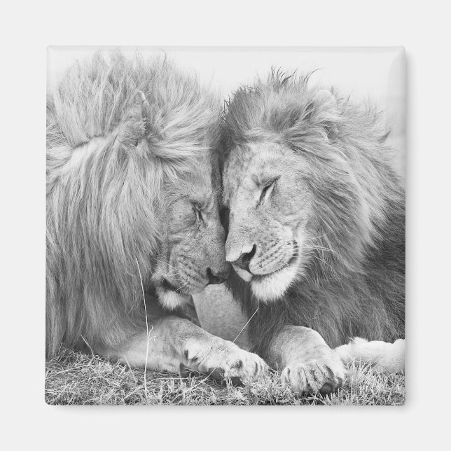 Lejon Magnet (Framsidan)