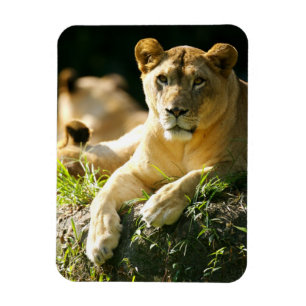 Lejon Magnet
