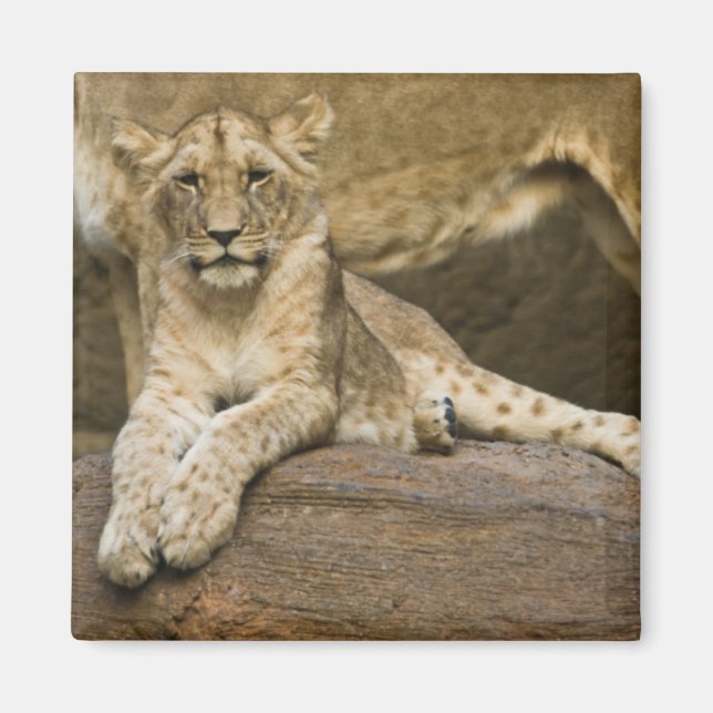 Lejon Magnet (Framsidan)