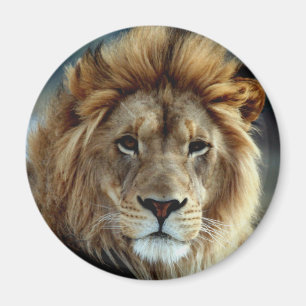 Lejon magnet