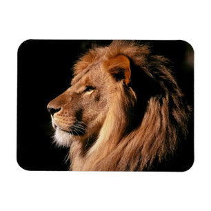 Lejon magnet