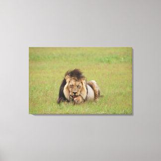lejon man, Panthera leo, städning sig själv. Canvastryck