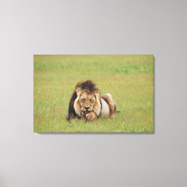 lejon man, Panthera leo, städning sig själv. Canvastryck (Framsida)