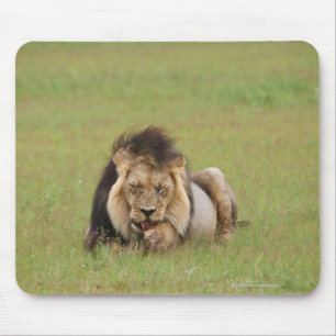 lejon man, Panthera leo, städning sig själv. Musmatta