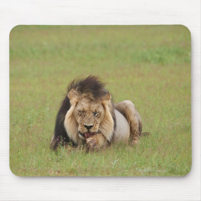 lejon man, Panthera leo, städning sig själv. Musmatta (Framsidan)