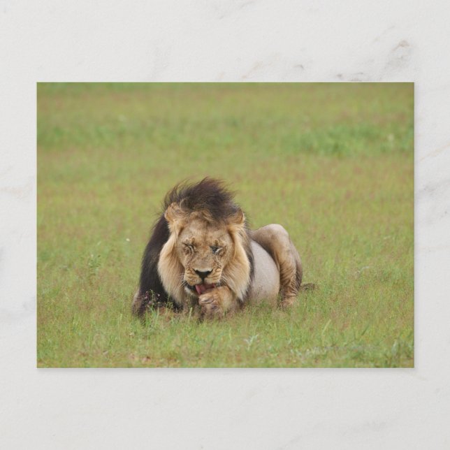 lejon man, Panthera leo, städning sig själv. Vykort (Framsida)
