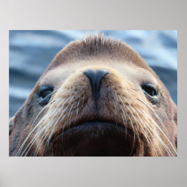 Lejon med Hjärtformade näsa Poster