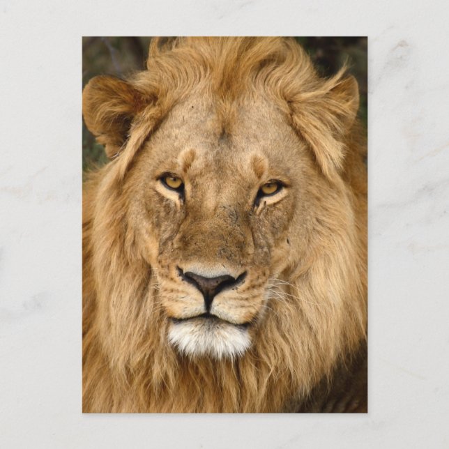 Lejon med Underbar mane Vykort (Framsida)
