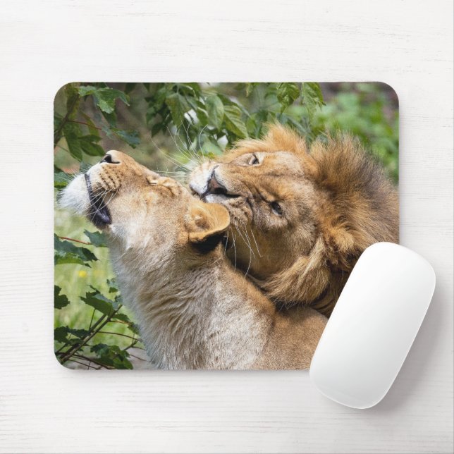 Lejon Musmatta (Med mus)