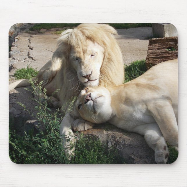 Lejon Musmatta (Framsidan)