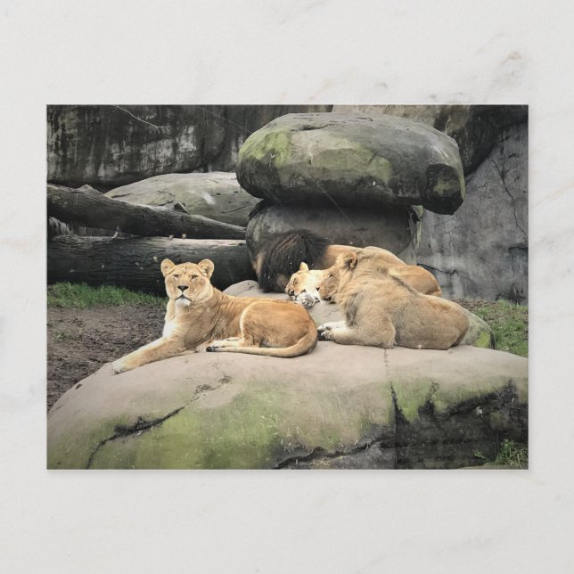 Lejon Napping at the Zoo Vykort (Framsida)