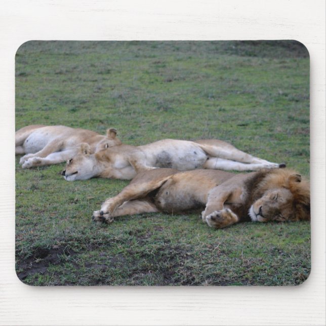 Lejon Napping - Mousepad Musmatta (Framsidan)