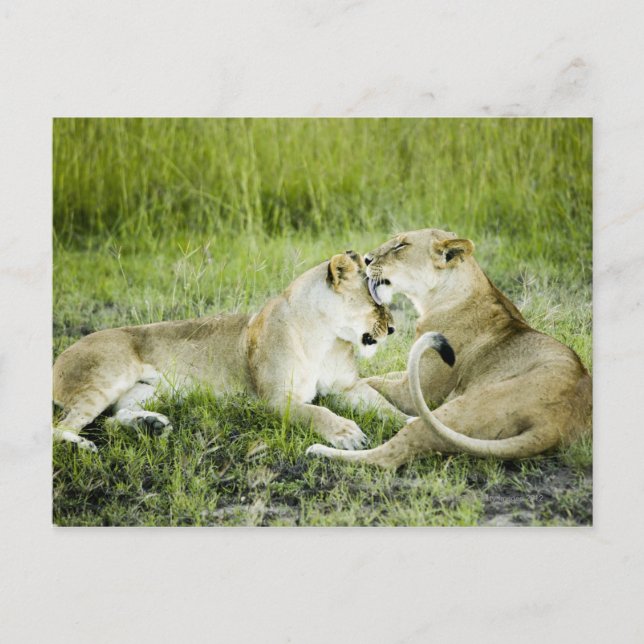 Lejon och lejoninna, Afrika 2 Vykort (Framsida)