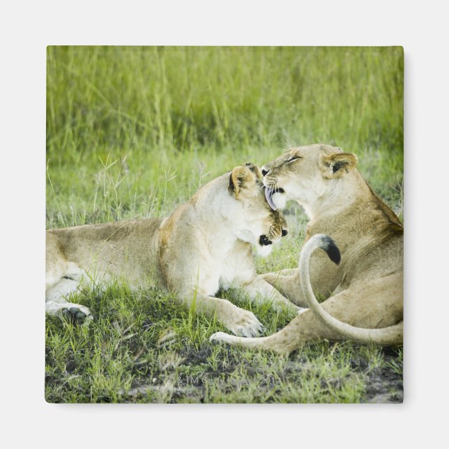Lejon och leoness, Afrika 2 Magnet (Framsidan)